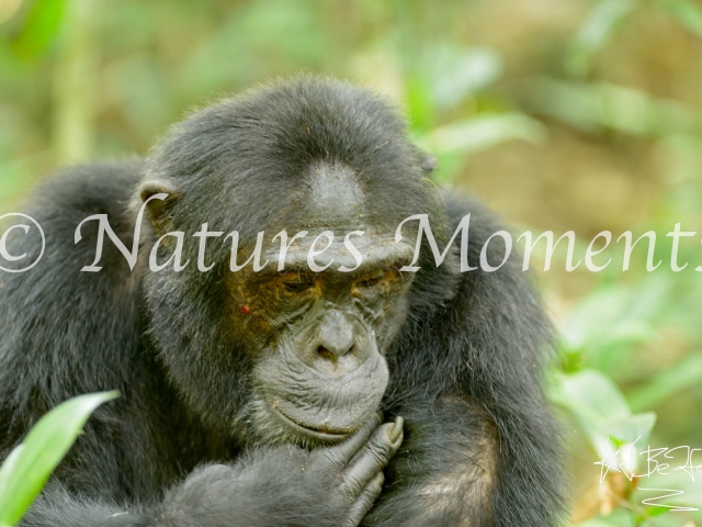 Chimpanzee - Deep in Thought