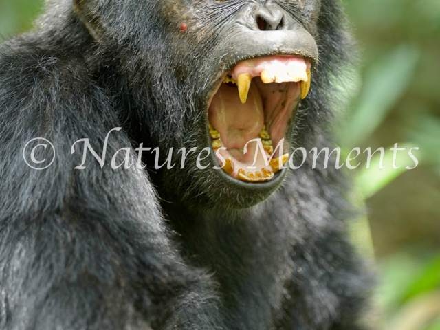 Chimpanzee - Shout!