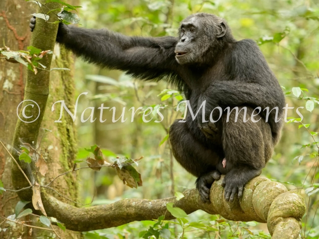 Chimpanzee - Squat on a Knotted Branch