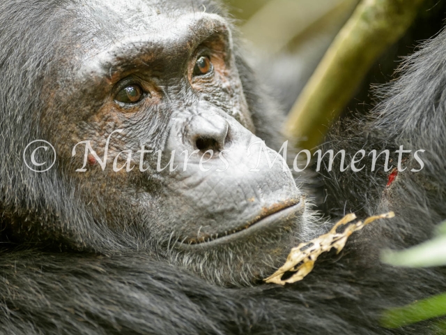 Chimpanzee - Absorbed in the Moment