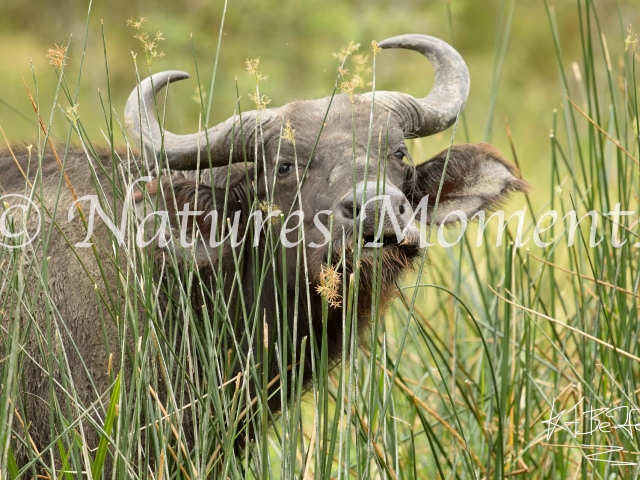 Buffalo in the Reeds