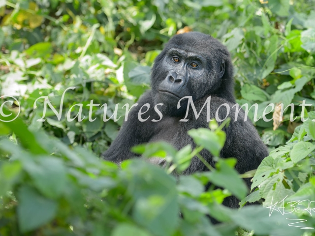 Mountain Gorilla - Gorilla In The Bush
