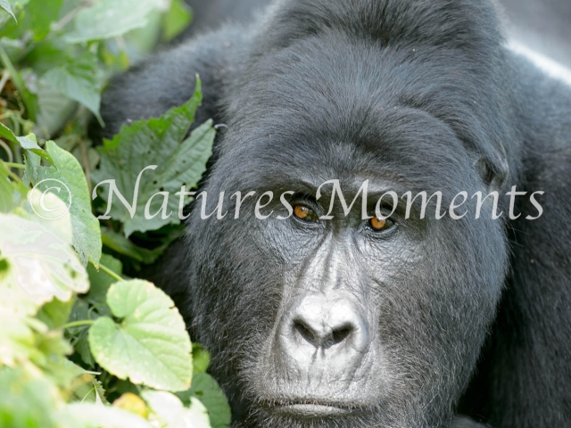 Mountain Gorilla - Watching the World Go By