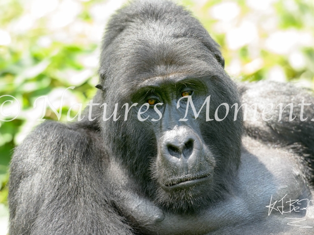 Mountain Gorilla - Lost in Deep Thought