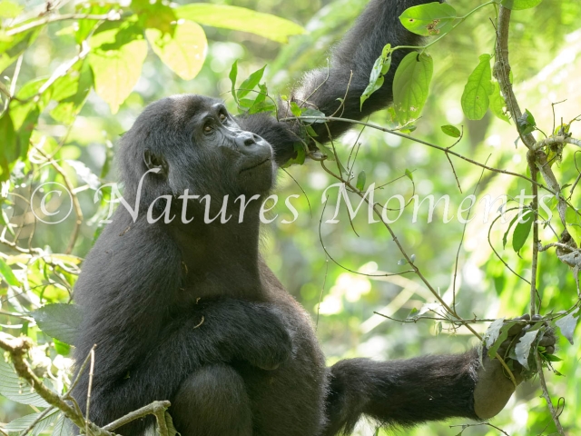 Mountain Gorilla - What Does This One Do