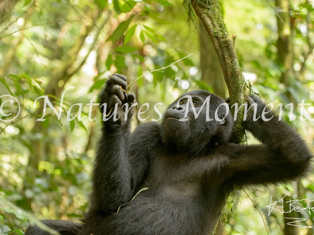 Mountain Gorilla - Chilling on Weed
