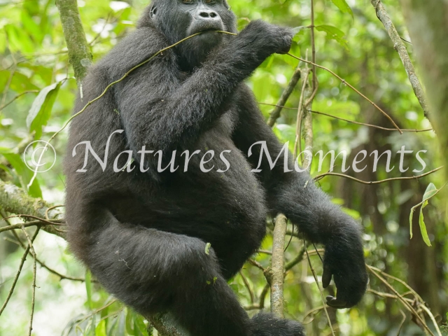 Mountain Gorilla - Belly Wobble On A Branch