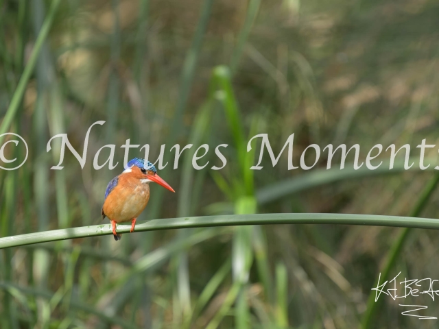 Malakite Kingfisher - Colorful contemplation