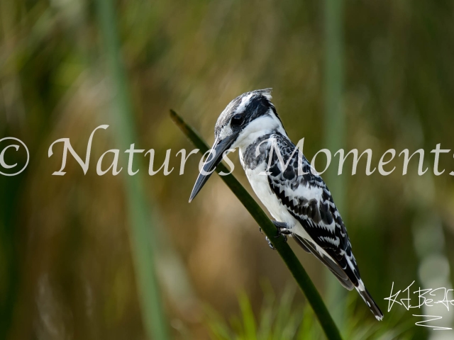 Pied Kingfisher - On Papyrus