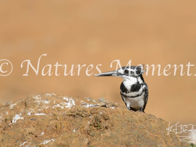 Pied Kingfisher - On Clay Mound