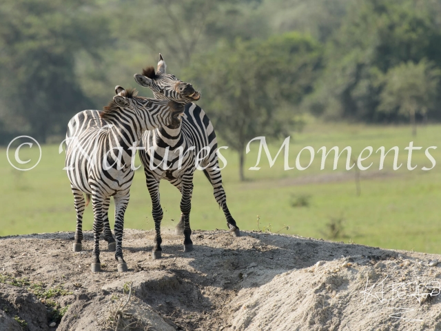 Common Zebra - Horsing Around