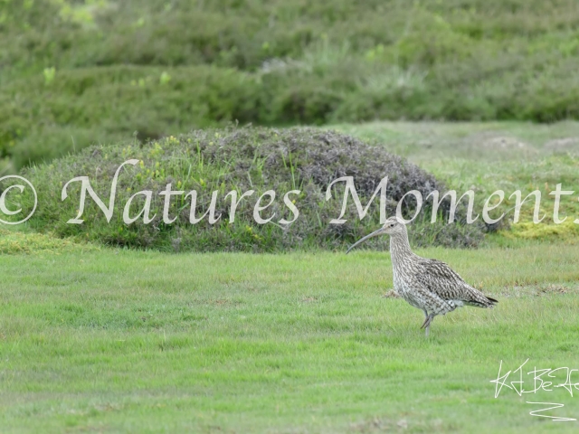 Curlew - Quick March