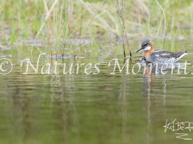 Red-necked Phalarope - In the Reeds