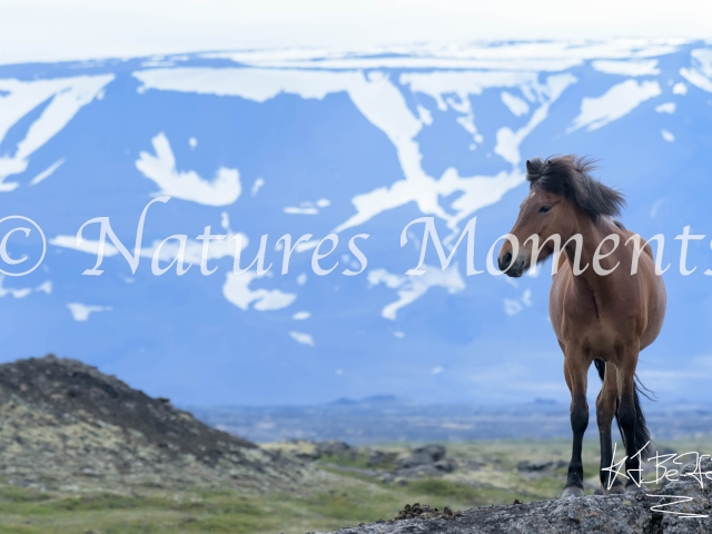 Icelandic Horse - On the Ridge