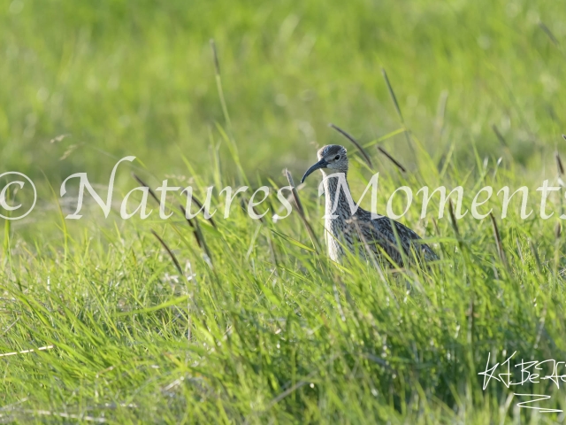 Whimbrel - Down in the Grass