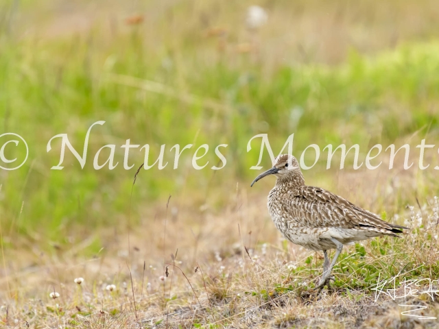 Whimbrel - In the Grass