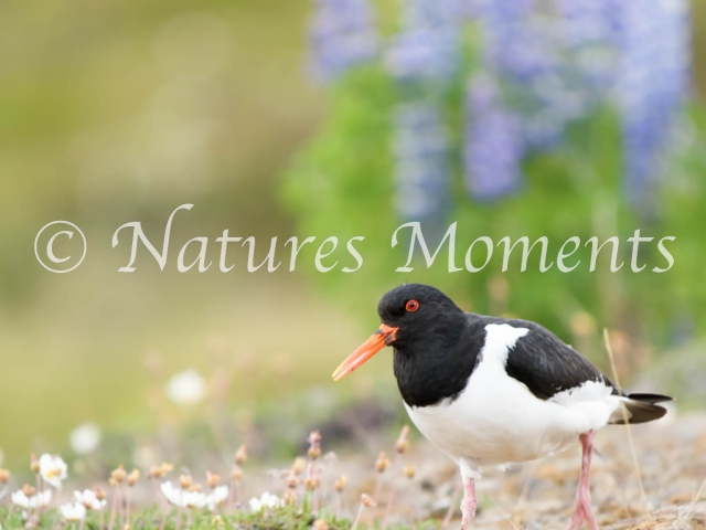Oyster Catcher - Lupin Background