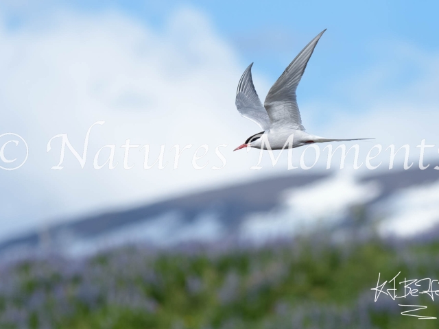 Arctic Tern - Over the Mountain