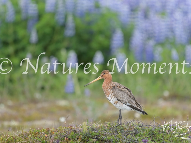Black-tailed Godwit - In the Lupins