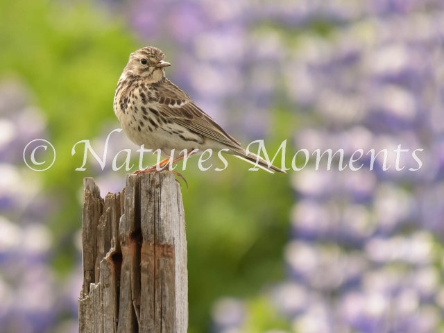 Meadow Pipit - Feeding in the Lupins