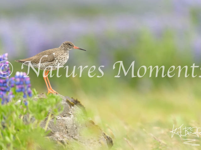 Redshank - On a rock with Lupins