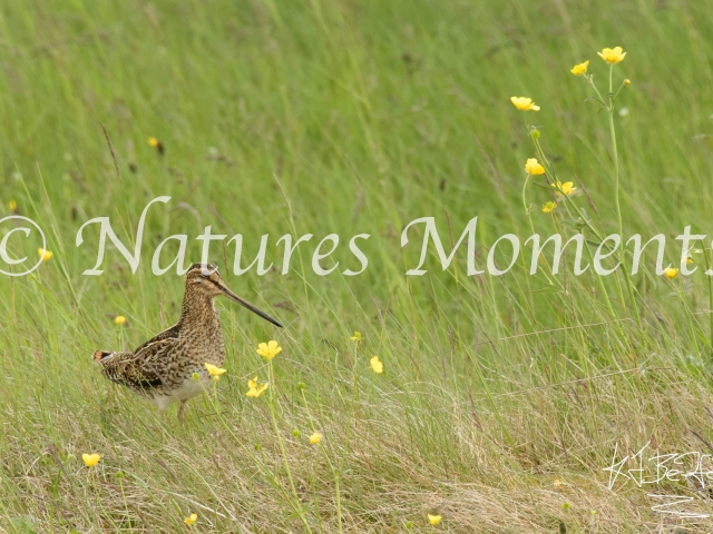 Common Snipe - In the Buttercups