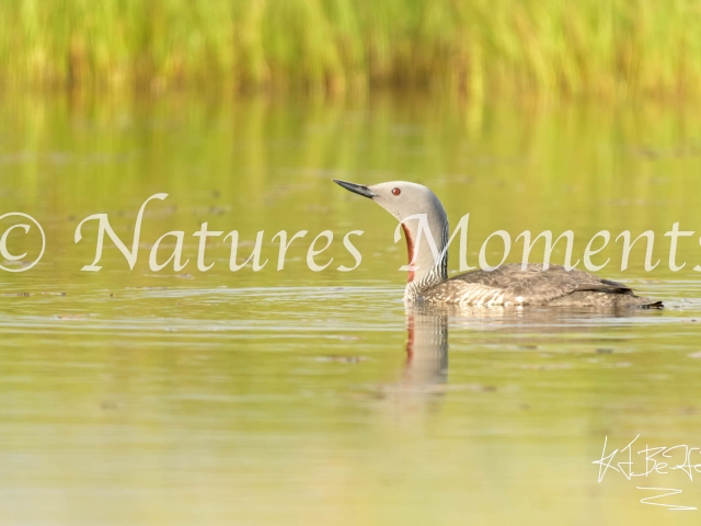 Red Throated Diver - Beak in the Air
