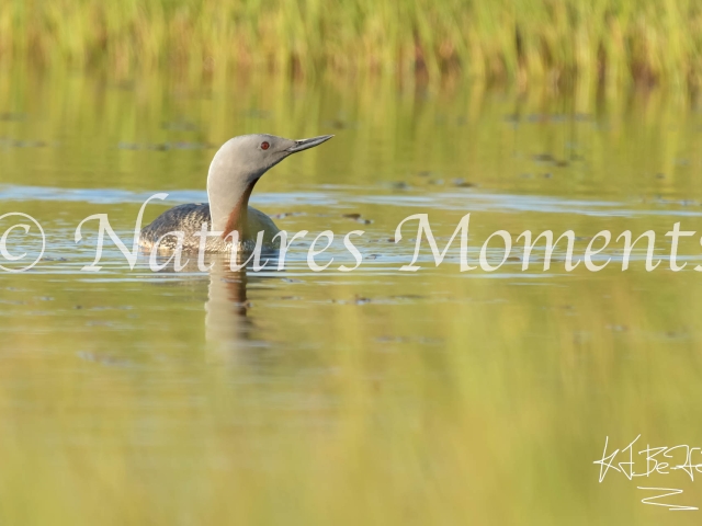Red Throated Diver - Reflective Pose
