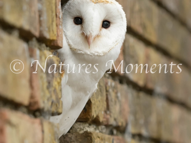 Barn Owl - Through the Wall