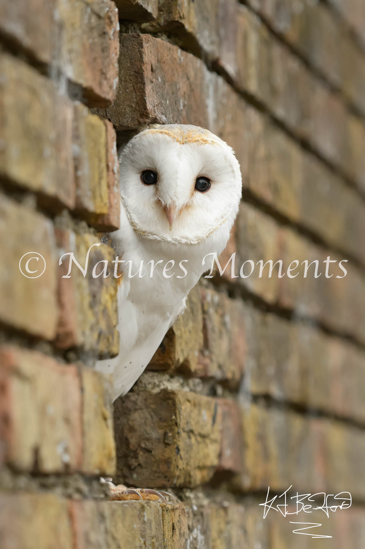Barn Owl - Through the Wall