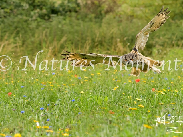 Eurasian Eagle Owl - Over Wild Flower MEadow