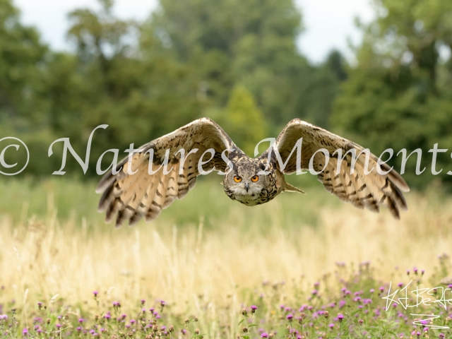 Eurasian Eagle Owl - Over Thistles