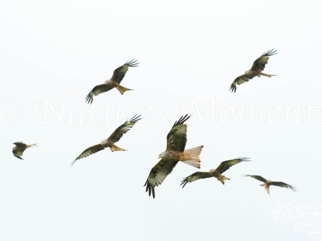 Red Kite - Flock of Birds