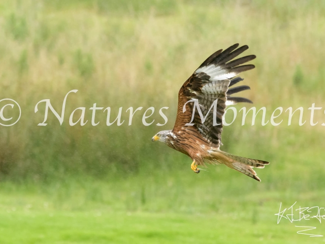 Red Kite - Fly By