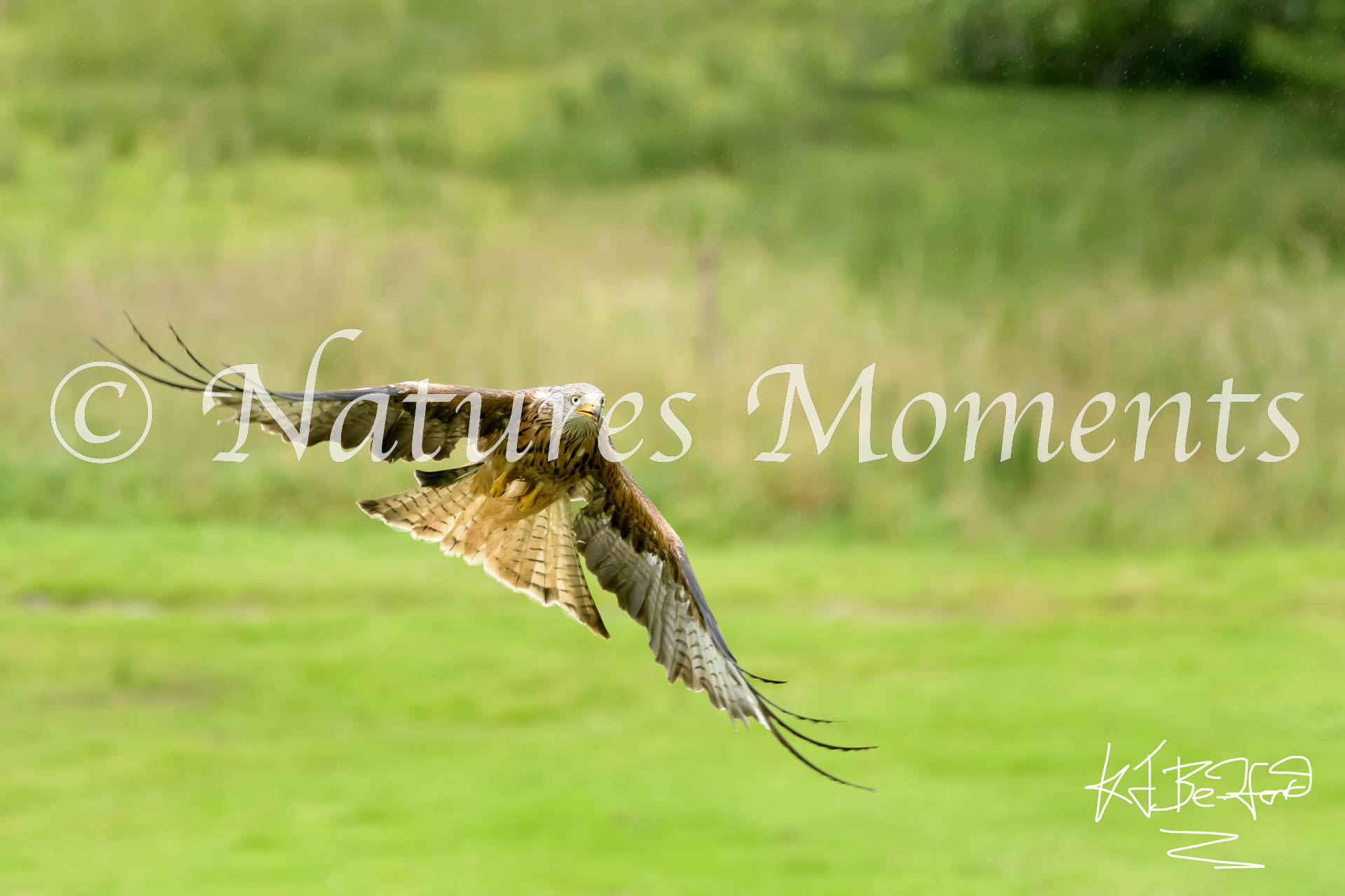 Red Kite -  Lift Off