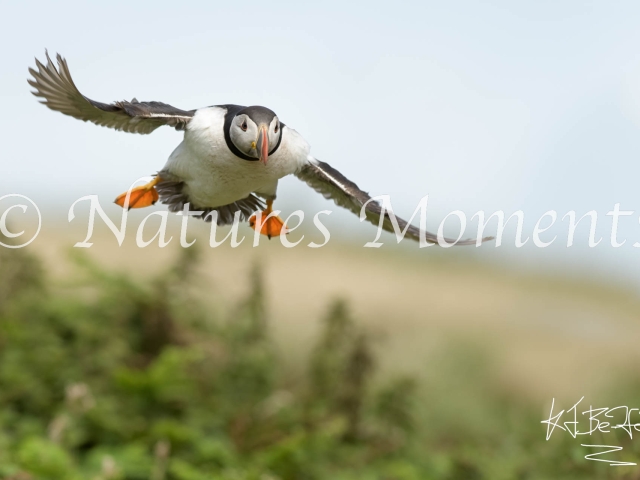 Puffin - Coming in Fast