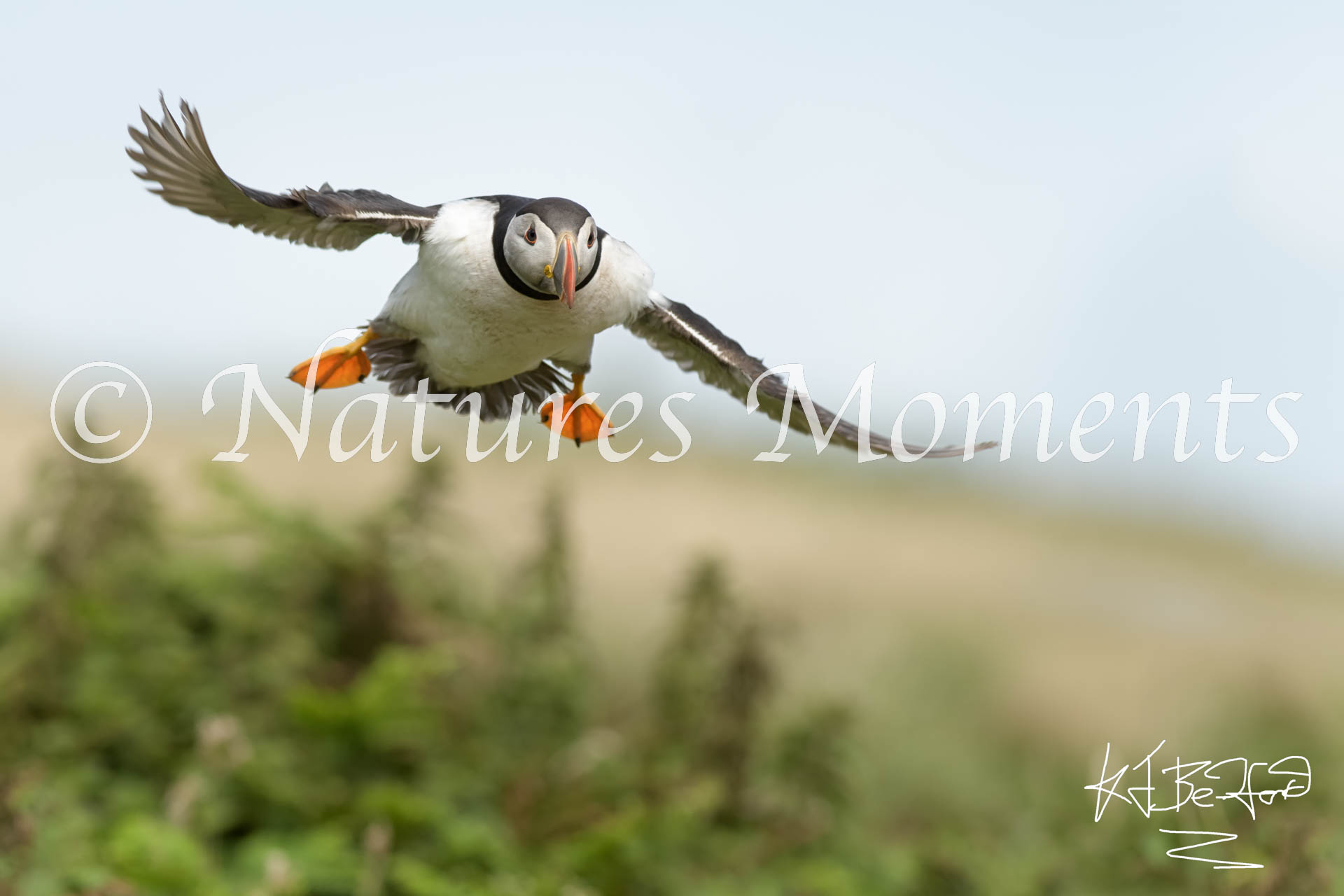 Puffin - Coming in Fast