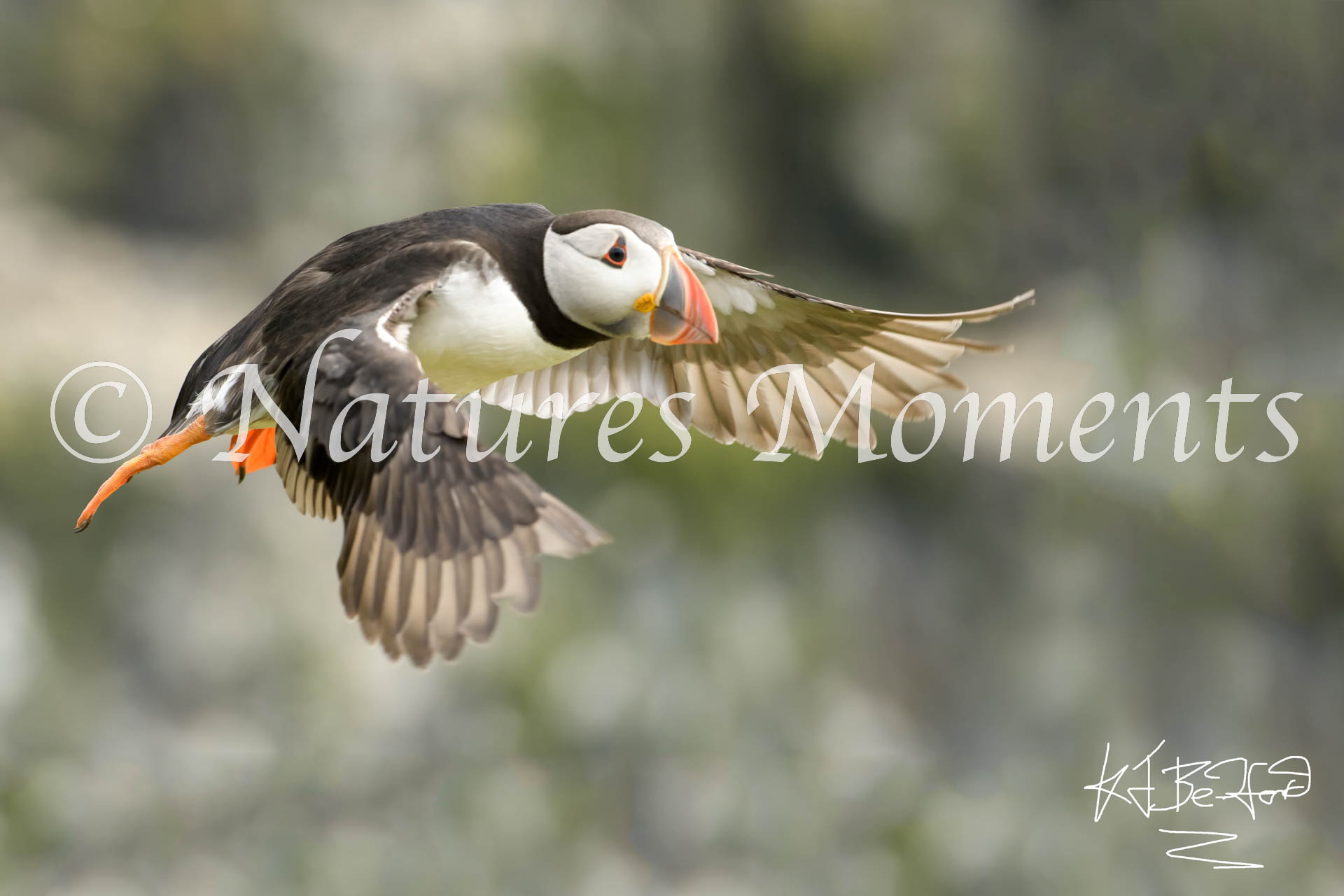 Puffin - Gliding By