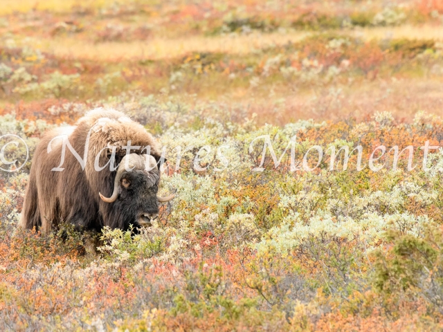 Musk Ox - Nibble in Colour