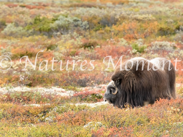 Musk Ox - Explosion of Colour