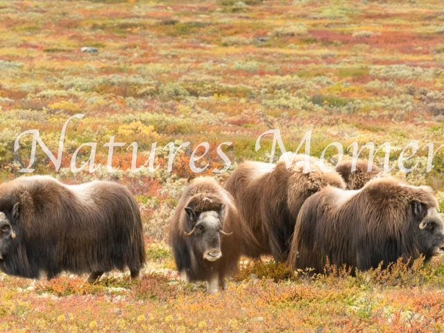 Musk Ox - Group on the Move
