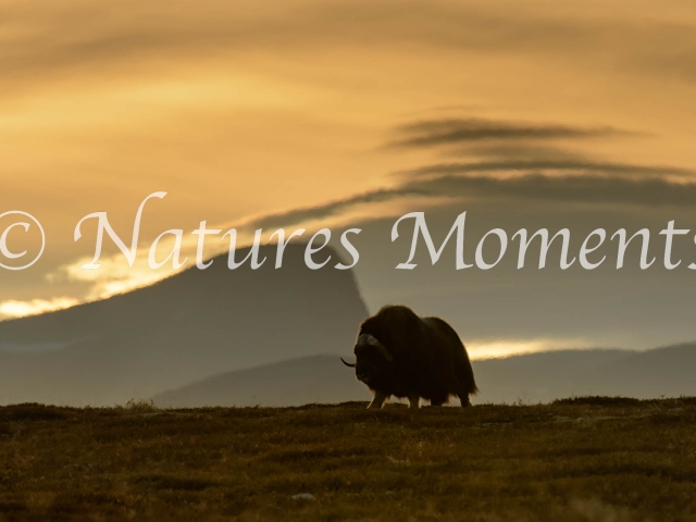 Musk Ox - Silhouette at Sunset