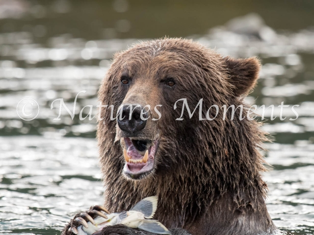 Grizzly Bear - Precious Catch