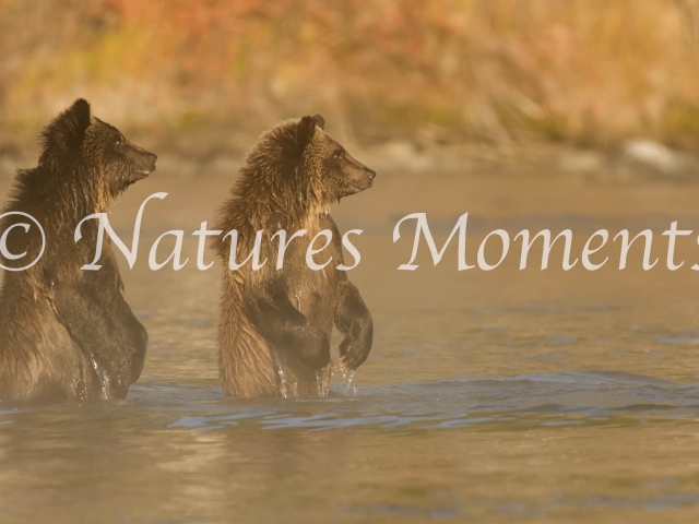 Grizzly Cubs - Waiting For A Fish