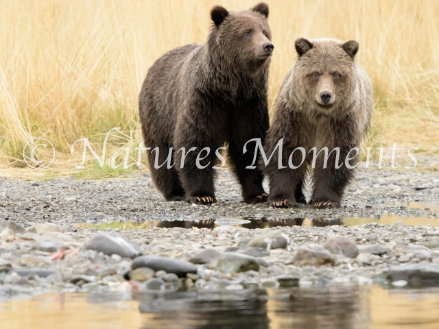 Grizzly Bear - Waiting for Mum