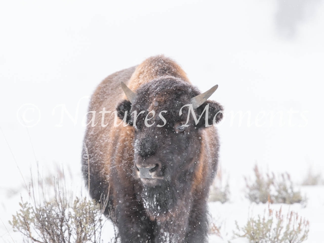 Bison - Calf in First WInter