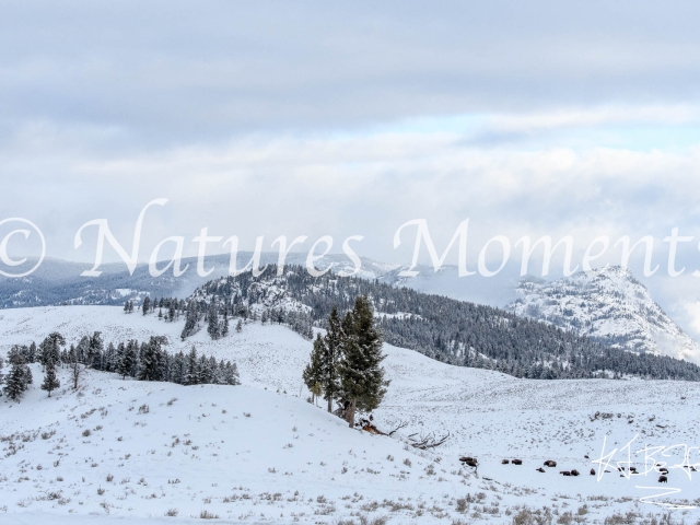 Lamar Valley - Snowy Mountains