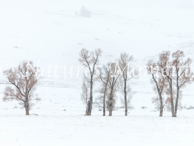 Lamar Valley - Aspens in Snow