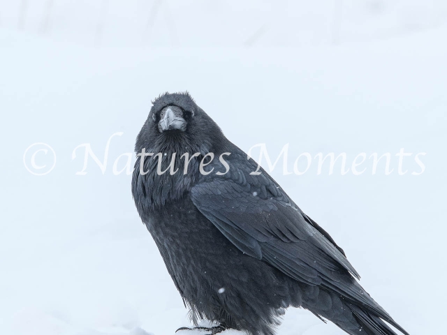 Raven - Curious Look