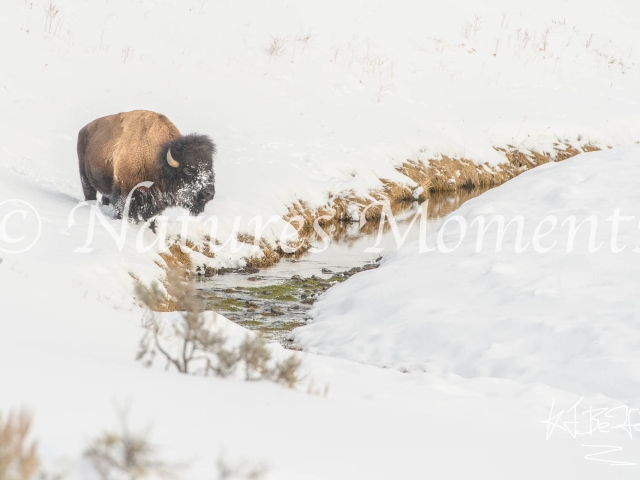 Bison - Searching the Stream for Food
